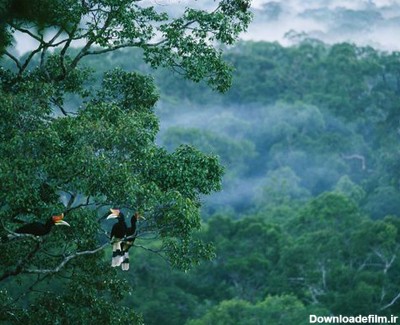 فرارو | (تصاویر) طبیعت رنگارنگ جنگل‌های بارانی