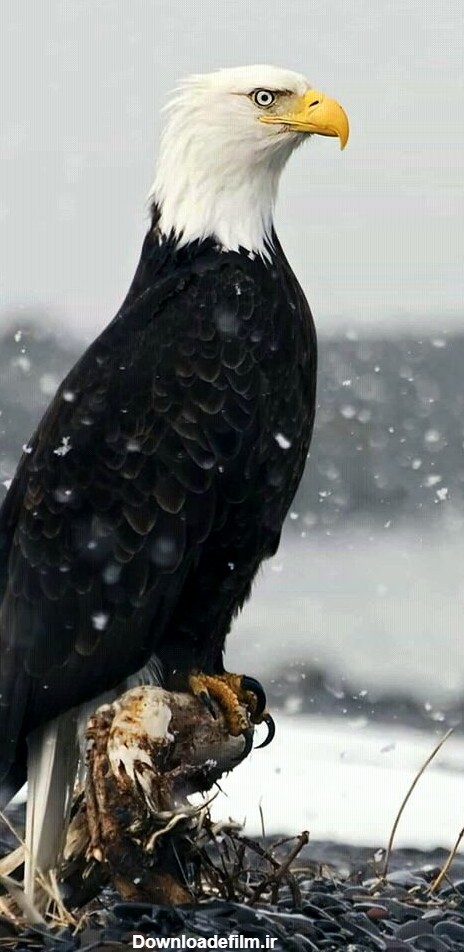 عقاب تنها - عکس ویسگون