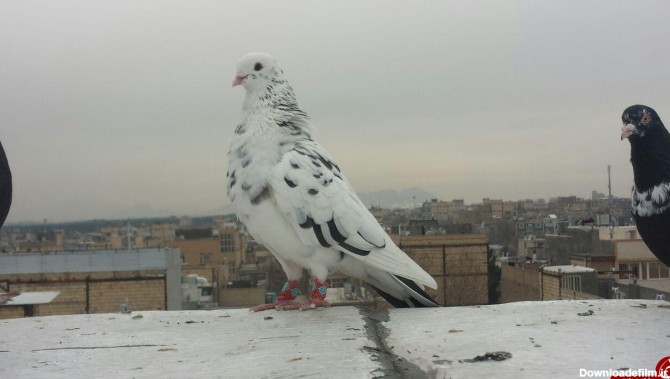 کبوتر در سرما + عکس