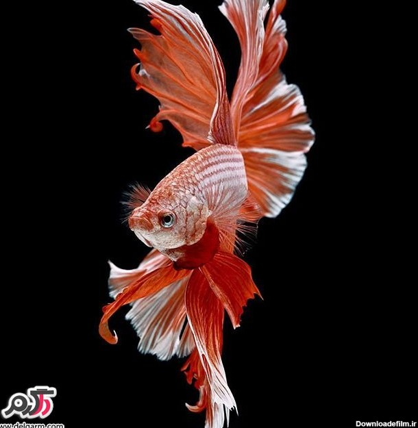 تصاویری از ماهی های زینتی بسیار زیبا مهر 1395