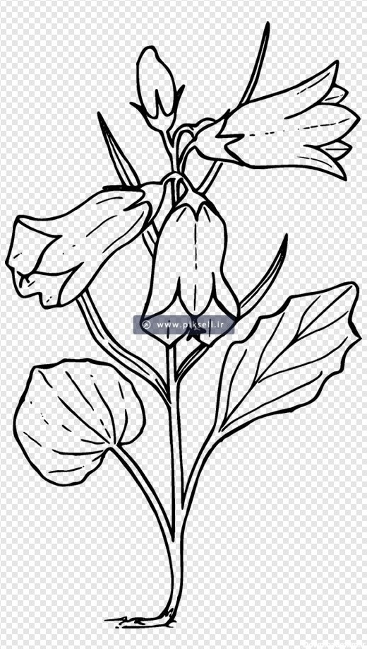 فایل خطی و نقاشی شده ساده گلهای لاله های واژگون
