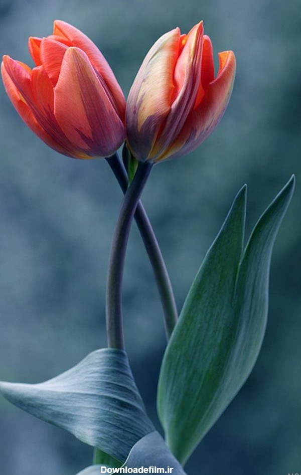 مجموعه عکس های زیبا ترین گل های جهان (جدید)