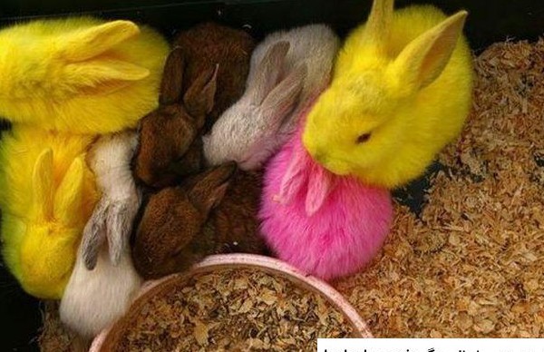 عکس خرگوش های رنگی رنگی