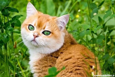 خصوصیات و ویژگی های گربه های نارنجی
