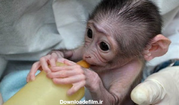 تصاویر / نحوه نگه داری جالب یک نوزاد میمون در باغ وحش پاریس - وقت صبح
