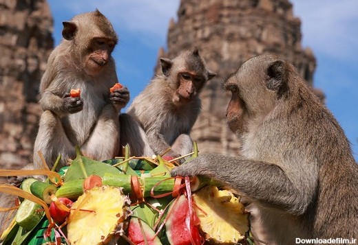 قدردانی از میمون‌ها به شیوه‌ای خاص+عکس