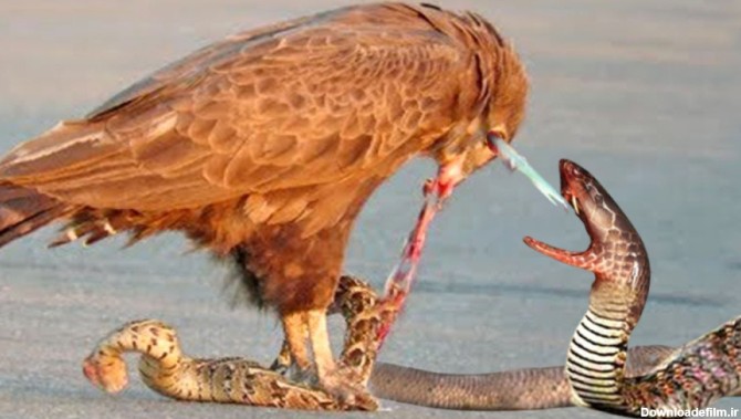 حمله عقاب - عقاب در مقابل مار سمی و قدرتمند - جنگ حیوانات وحشی