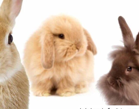 عکس خرگوش های رنگی خاص