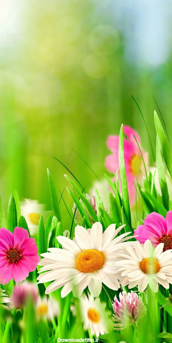گالری تصویر زمینه گل های بهاری برای والپیپر انواع گوشی HD