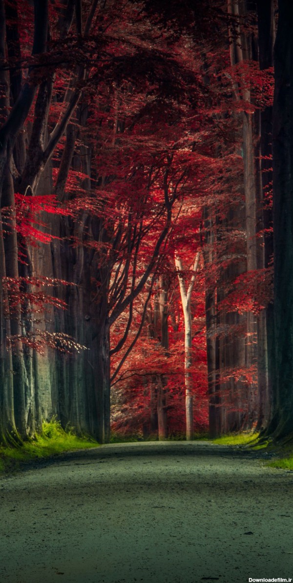 عکس جنگل درخت ها در پاییز برای پس زمینه موبایل