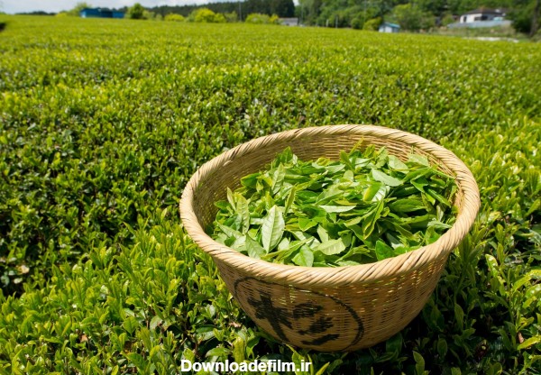 فروش کلی و جزیی چای بهاره سیاه و چای سبز ۱۳۹۸ | AdFlix