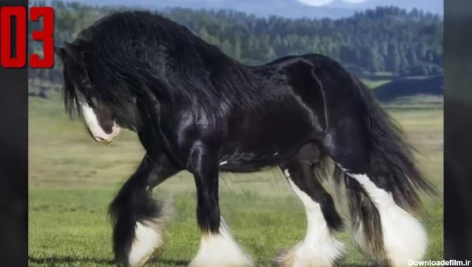 زیباترین اسب های دنیا - بامزه ترین ها - تماشا