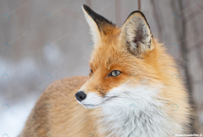 تصویر روباه قرمز - مرجع دانلود فایلهای دیجیتالی