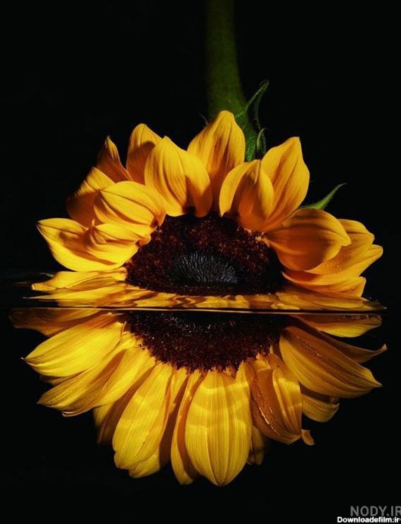 عکس گل آفتابگردان برای پروفایل واتساپ - عکس نودی