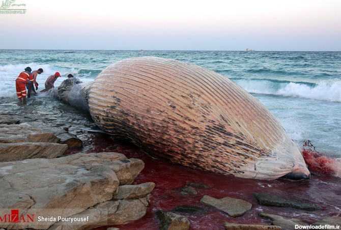 تصاویر/ لاشه نهنگ در جزیره کیش