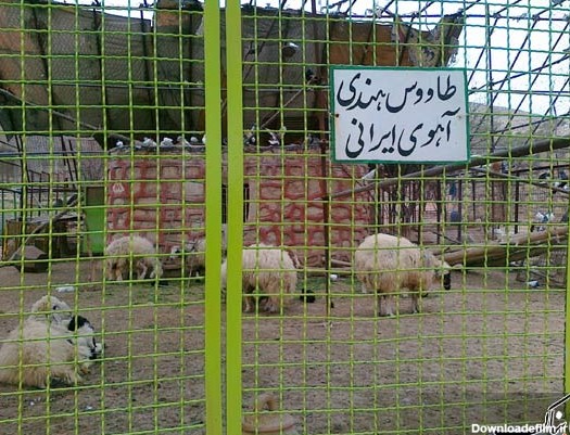 عکس/باغ وحش نمونه در شیراز!
