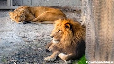 حادثه وحشتناک در یک باغ وحش/ 4 شیر دو مرد را بلعیدند