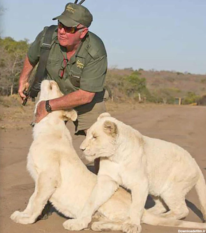 عکس| شیر سفید آفریقایی مراقب مهربان خود را کُشت