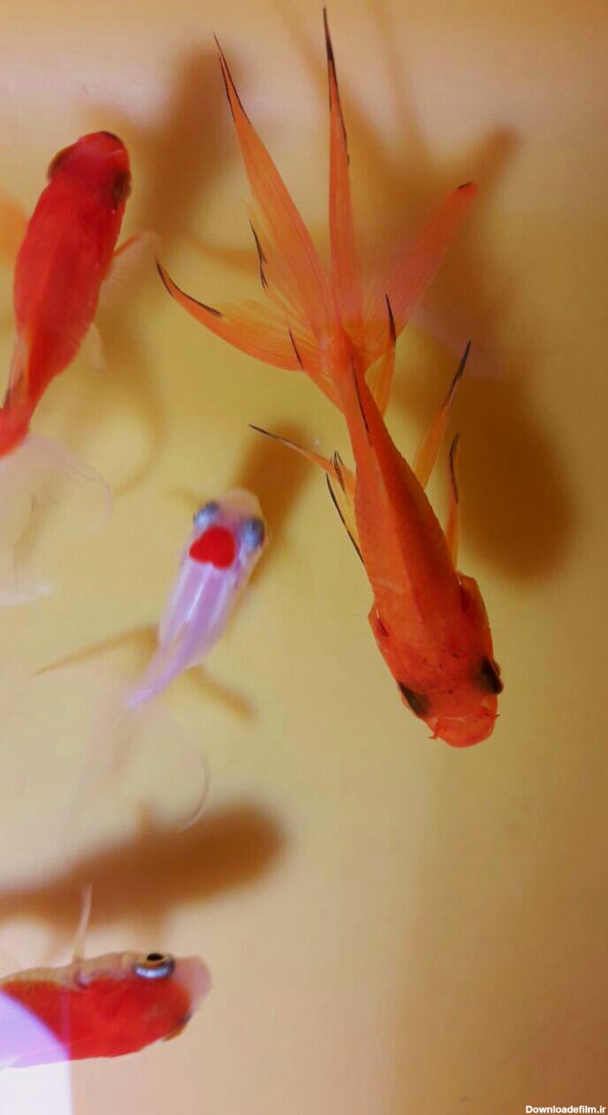 عکس ماهی قرمز سفید
