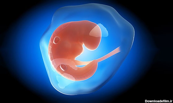 جنین یک ماهه و تمام نکات مهم در ماه اول بارداری
