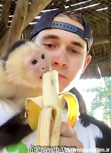 خوردن یک موز با میمون ها