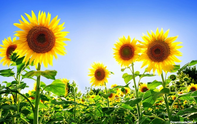 عکس های گل آفتابگردان برای پروفایل و والپیپر گوشی موبایل با کیفیت HD