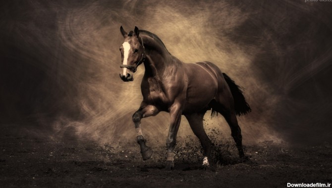 majestic-horse-brown.jpg