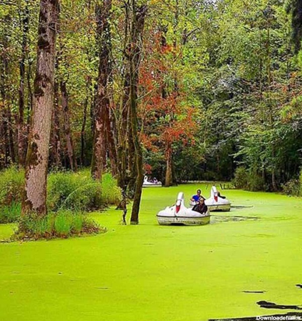 دریاچه پوشیده از خزه‌های سبز سراوان در میان جنگل پر درخت