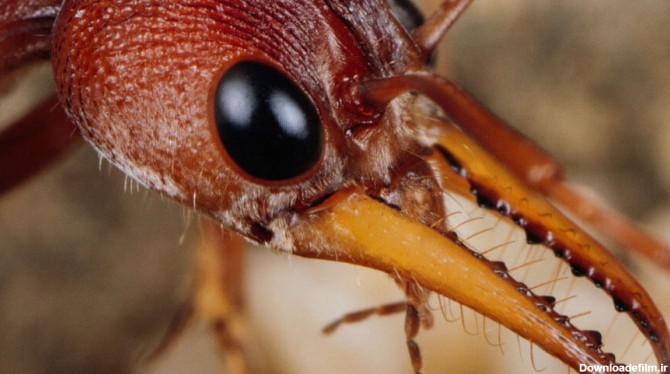 آشنایی با مورچه و راه مقابله با آن و سم مورچه | سم گستر افق