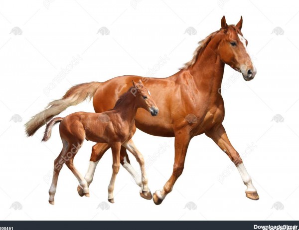 ناز کره اسب شاه بلوط و مادرش trotting در پس زمینه سفید 1308461