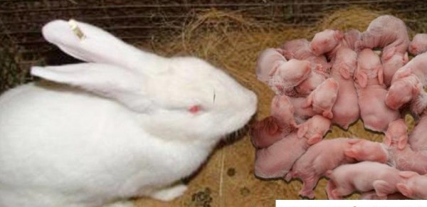عکس خرگوش های رنگی به روز