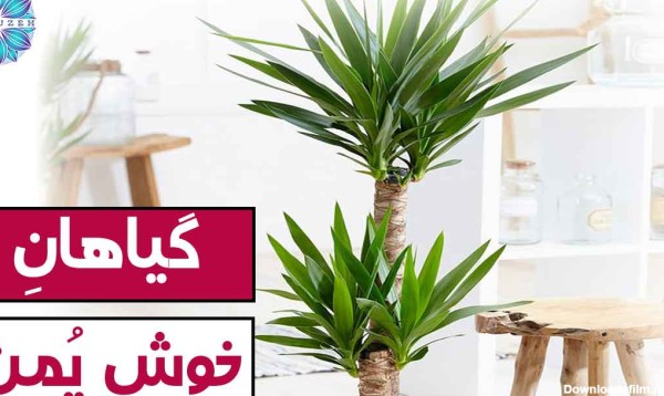 گیاهان خوش یمن (گیاهانی که خوش شانسی می آورند)-گلباغ فیروزه