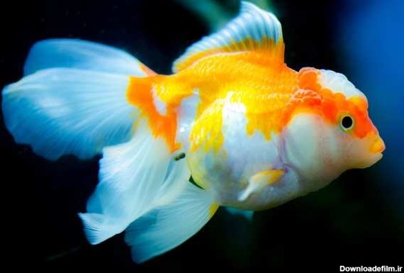 معرفی 8 تا از زیبا ترین ماهی های آکواریومی به انگلیسی به همراه عکس