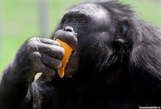 دلیل جالب چاقی بیش از حد میمون مشهور/ عکس - خبرآنلاین
