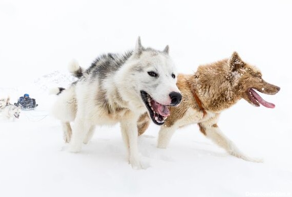 سگ‌های سورتمه، گرینلند شرقی - اسپوتنیک ایران