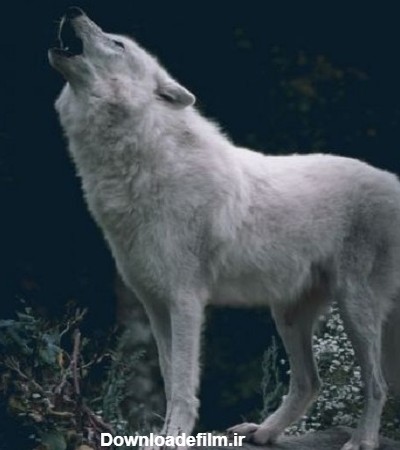 عکس گرگ سفید در حال زوزه کشیدن