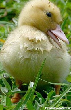 نحوه نگهداری اردک در خانه
