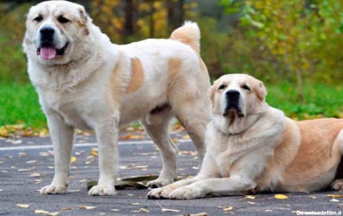 آشنایی با نژاد سگ آلابای، سگی مناسب نگهبانی
