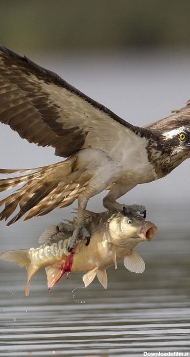 صحنه های استثنایی از عقاب ماهیگیر در حال شکار