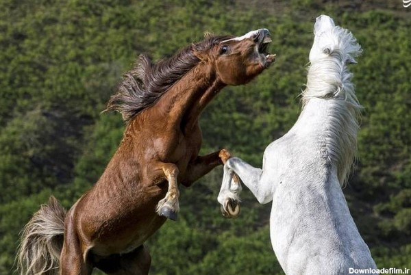 تصاویری دیدنی از درگیری دو اسب وحشی