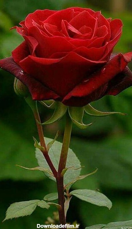 عکس گل رز زیبا برای پروفایل واتساپ - عکس نودی