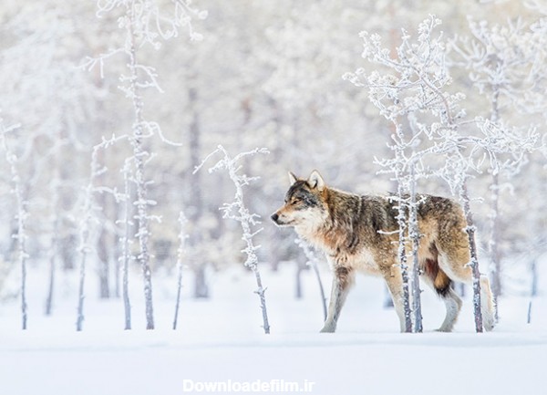 گرگ تنها - گرگ زمستانی