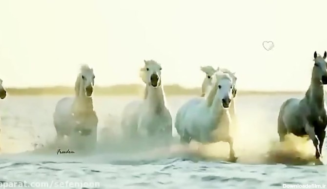 زیبایی وصف‌ناپذیر اسبهای سفید در دل طبیعت