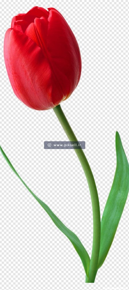 عکس گل لاله شهیدان