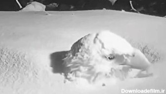 وقتی عقاب قرار است مادر بشود؛ تا کله در برف فرو می‌رود ولی بی‌خیال نمی‌شود (فیلم)