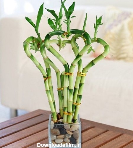 گیاه ثروت ساز: بامبو و راز و رمز نگهداری از آن در خانه | گل شاه پسند