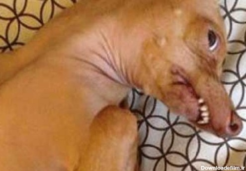 ميز نفت - تصاویر خنده داری از زشت ترین سگ دنیا! + عکس
