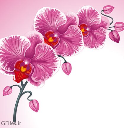 دانلود وکتور لایه باز گل های زیبای ارکیده صورتی (Orchid Flower)