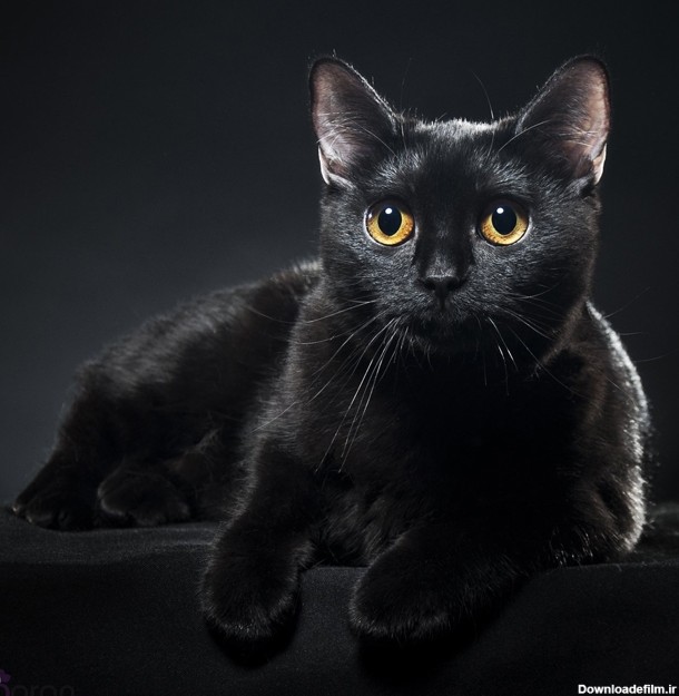 روز گربه سیاه و خرافات پیرامون آن | وبلاگ باران‌پت