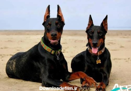 گالری عکس سگ دوبرمن و اطلاعاتی در مورد نژاد سگ های دوبرمن